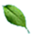 yaprak