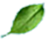 yaprak