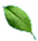 yaprak
